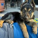 Gwrman Shepherd puppy-1