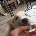 Siberian Husky/bull Mastiff puppies -3