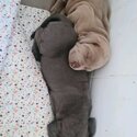 Neapolitan Mastiff Puppys-5