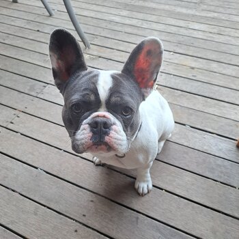 French bulldog girl, 15 months old