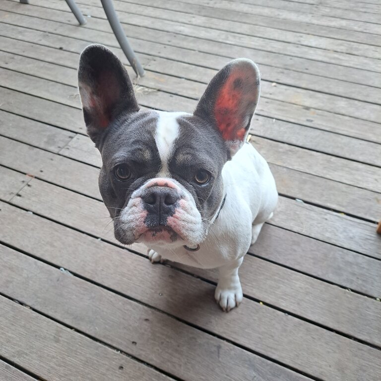 French bulldog girl, 15 months old