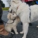 Maremma Lifestock Guardian Dog  puppies-1