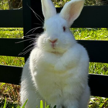 Meet Lola the white rabbit 