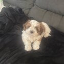 5x shi tzu cross mini poodles puppies for sale  $1800 ono-1