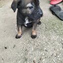 8 week old staffy puppies-5