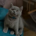 British shorthair kittens potty trained home raised with kids -2