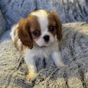 Cavalier King Charles Spaniel-1