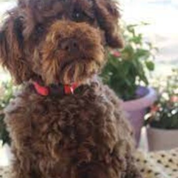 Cavoodle beautiful puppy