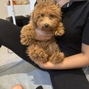 Playful toy poodle for sale -2