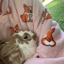 FREE lop-eared bunnies Milly &amp; Angus - seeking loving home together!-5