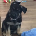 German Shepherd working line puppies -1