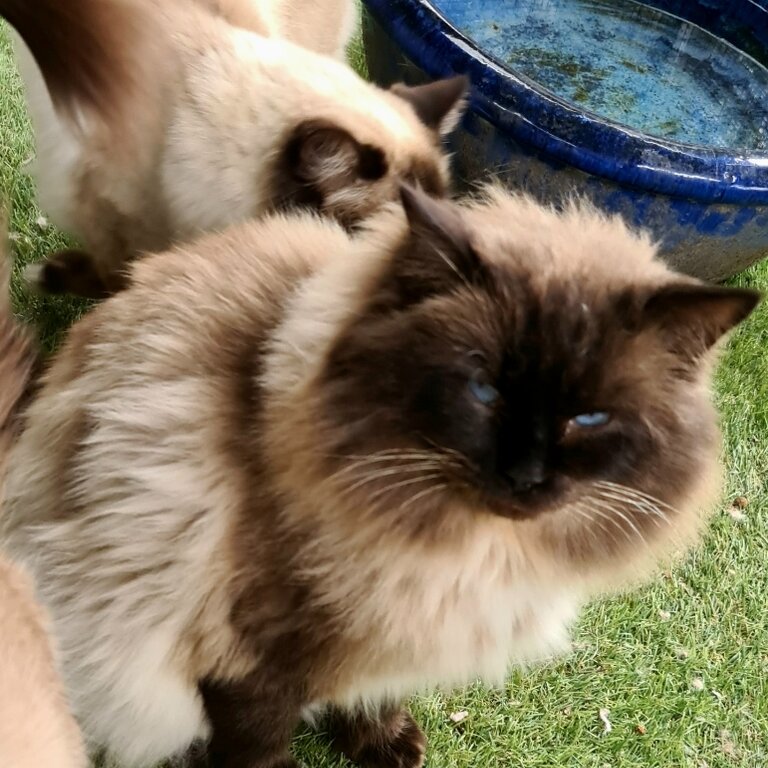 Male Rag doll Cat 