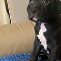 American bully pups-2