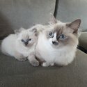 Ragdoll Kittens For sale -0