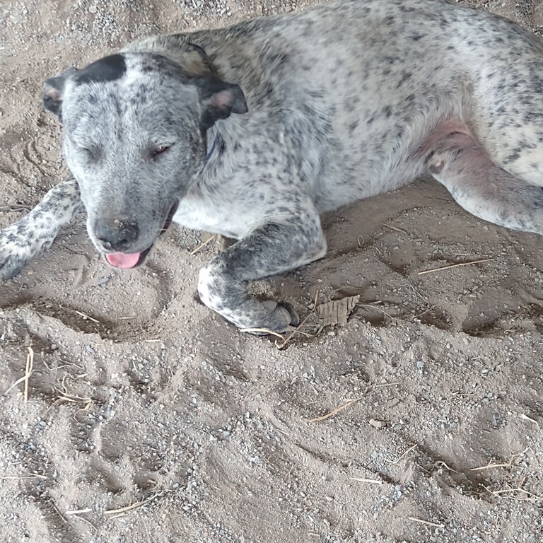 Young Energetic Stumpy Tailed Cattle Dog -