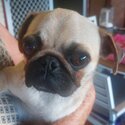 Pur bred female Pug 9 months old.-1