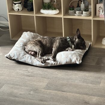 French Bulldog brindle 