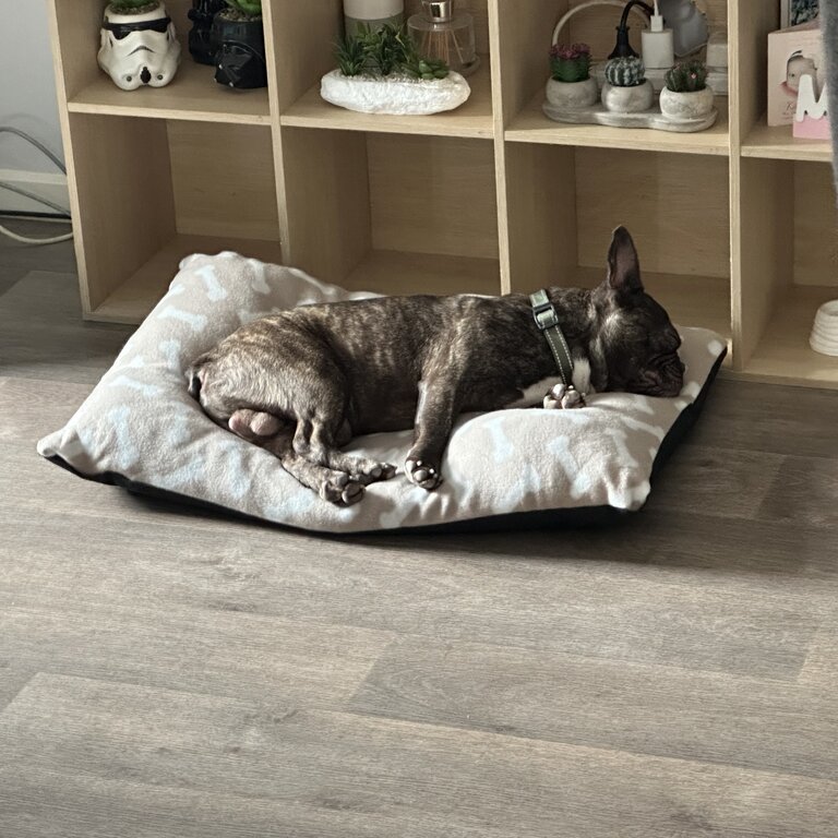 French Bulldog brindle 