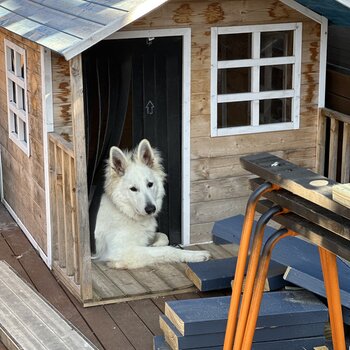 White Swiss shepherd 