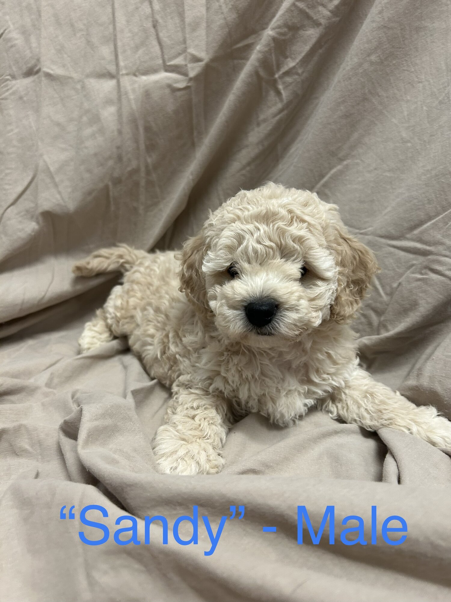 Toy Cavoodle Puppies for sale