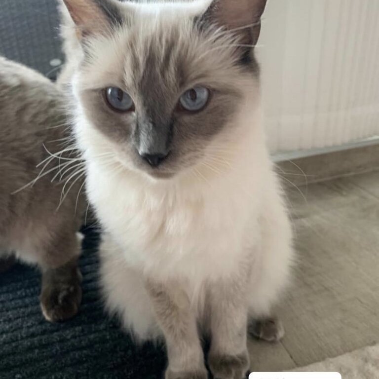 Purebred Ragdoll kittens for sale