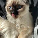 Ragamese kittens for sale (Ragdoll x Siamese)-5