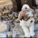 Toy Poodle Adult and Puppies  and Adults male and female for adoption-1