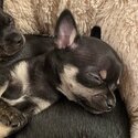 Chihuahua Puppy for sale -1