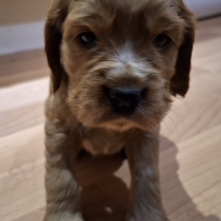 Cocker Spaniel Puppies