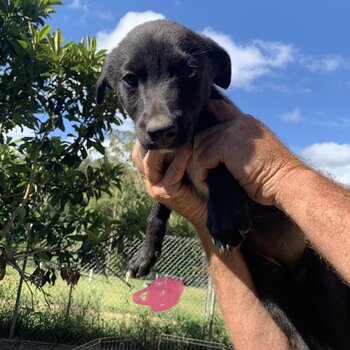 Australian kelpie cross border collie 