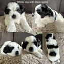 Maltese Shih Tzu Puppies ready in 4 weeks-2