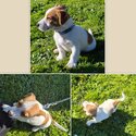 Jack Russell/Foxy Terrier 8 Week Old Puppies -2