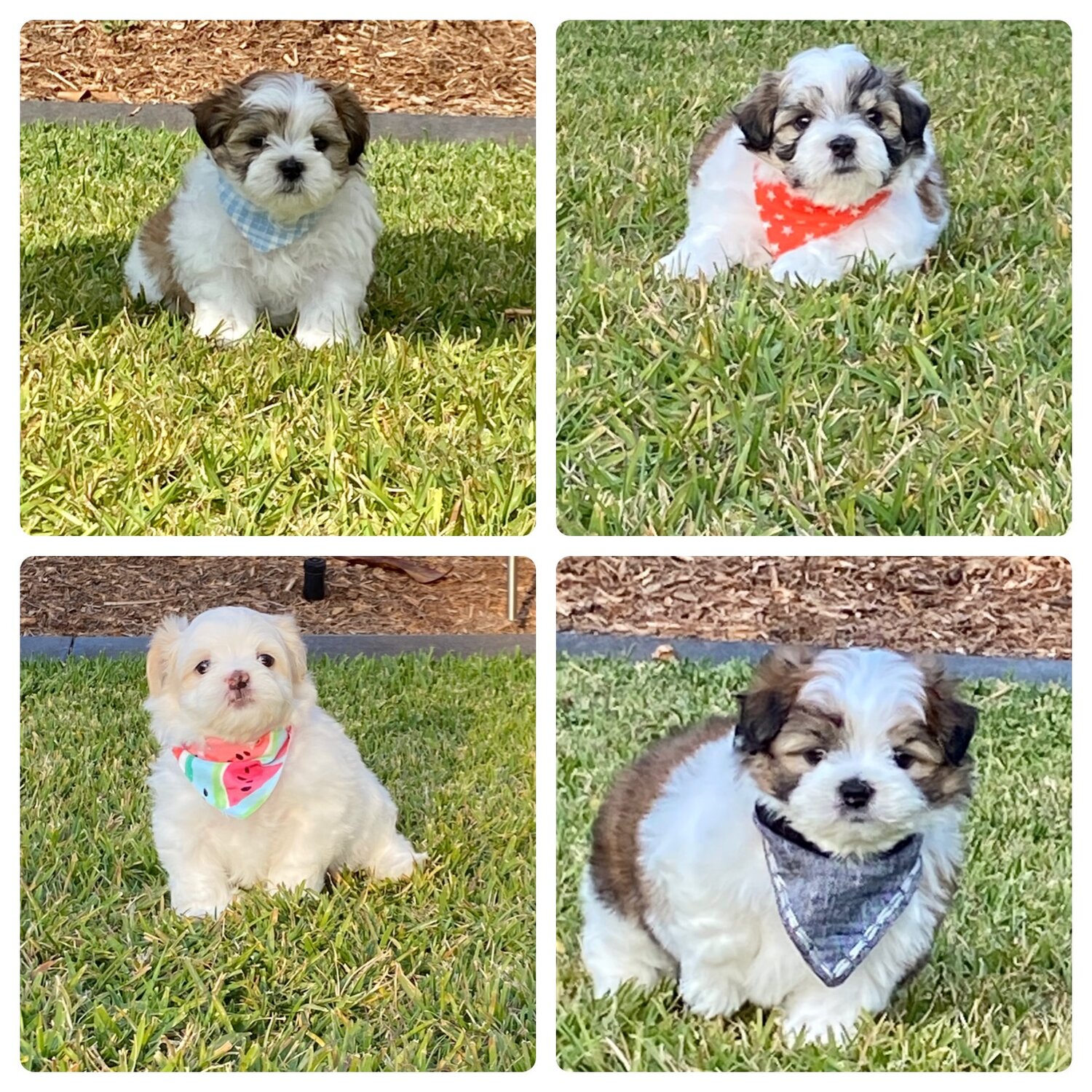 Maltese x Shih Tzu Puppies