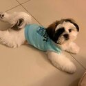 Cute Shih Tzu -0