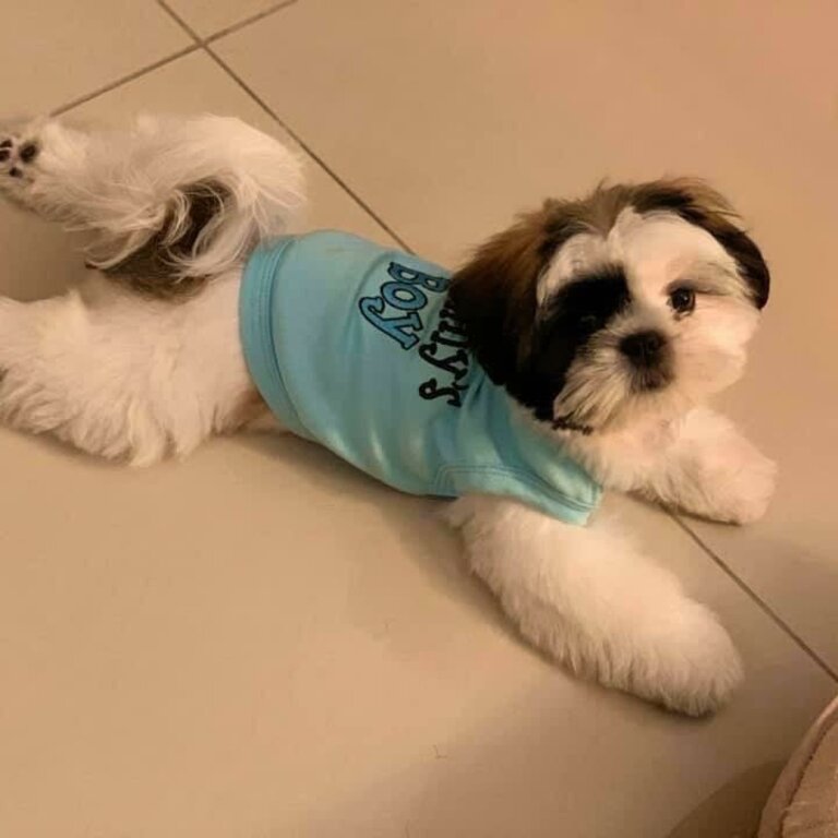 Cute Shih Tzu 