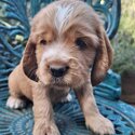 Cocker Spaniel Puppies-2