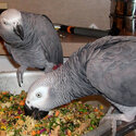 – African Grey Parrot-1