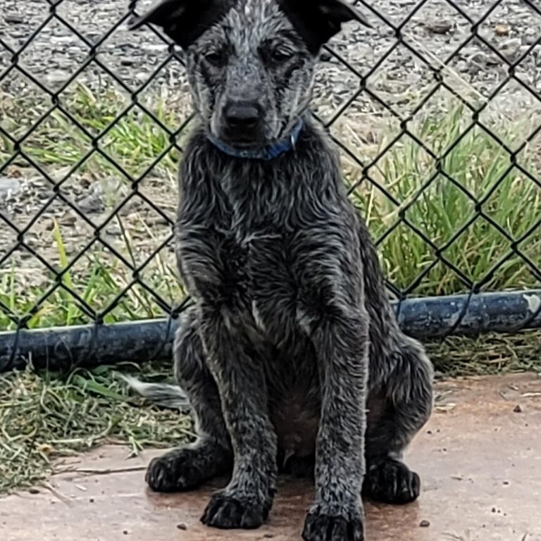 Cattle Dogs (A. S. T. Cattle Dogs)