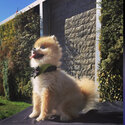 Gorgeous Pom for adoption -3