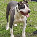 Female Blue and White Amstaff -1