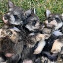 Schnauzer Puppies looking for forever home (Mini)-3