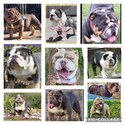 British Bulldog Puppies-3