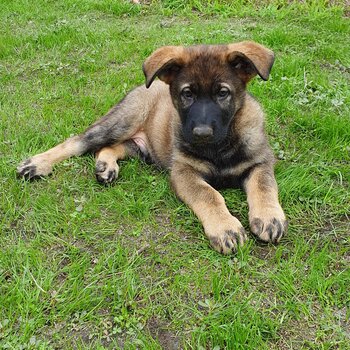 German Shepherd puppies with pedigree