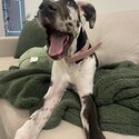 10 Month Old - Female Great Dane -3