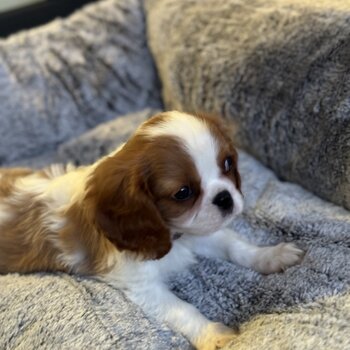 Cavalier King Charles Spaniel