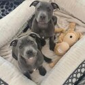 Brother &amp; sister 17 week blue English Staffordshire pups-2