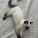 Ragdoll Kitten - Purebred Seal Point - Female-1