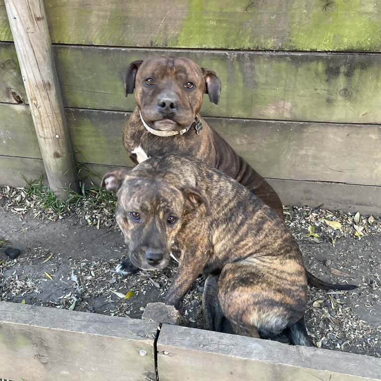 English staff X Sharpei 