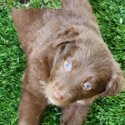 KELPIE X BORDER COLLIE Puppies Ready to Collect (Only 3 Left)-3