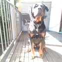 Male Rottweiler for adoption.-4